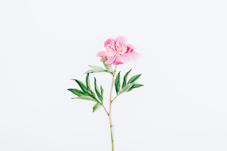 One pink peony with green leaves, top view. Minimal flat lay arrangement of single blooming flower among a white background, copy space.の写真素材