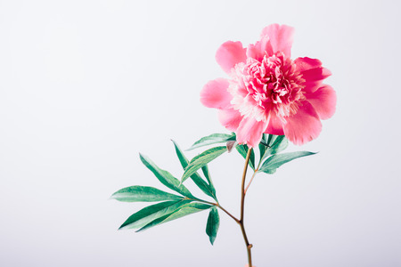 Single pink peony with green leaves on white background. Minimal composition of one blooming flower with copy space.の写真素材