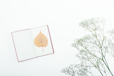 Open book with yellow autumn dry leaf and blank page, top view. Flat lay composition with a herbarium next to a sprig of gypsophila on white background.の写真素材