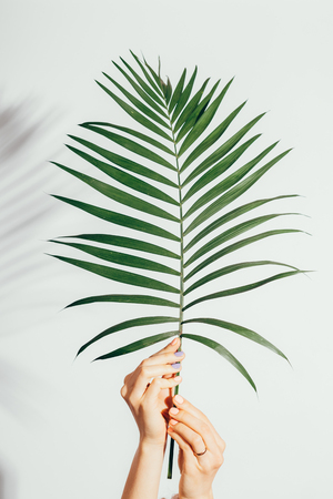 Minimal vertical composition female hands holding green tropical palm leaf in bright light on white background.の写真素材