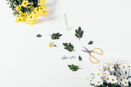 Floral composition making bouquet. Top view two bunches beautiful aster flowers with green leaves and scissors on white background, flat lay.の写真素材