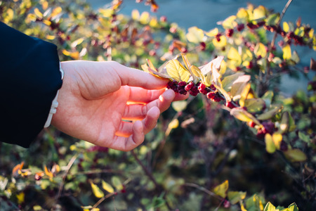 Woman's hand touches red berries on bush branch on sunny autumn day, close-up.の写真素材