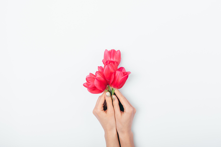 Top view female hands holding small bouquet of pink tulips on white background, flat lay.の写真素材