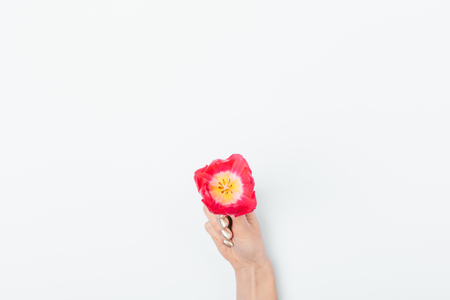 View from above of female's hand with golden manicure holding one fully open pink tulip flower with yellow middle on white background, copy space.の写真素材