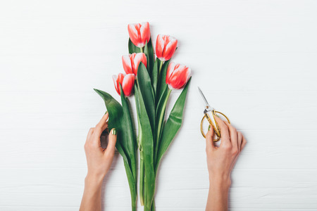 Flat lay arrangement of fresh cut garden spring flowers. Woman's hand holding golden scissors near bouquet of red tulips on white wooden table, top view.の写真素材