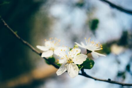Blooming spring cherry branch with bunch of open white flowers on sunny day, macro composition.