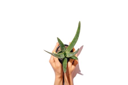 Top view female hands with green manicure holding aloe houseplant growing in pot on white table.の写真素材