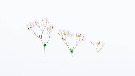 Gentle pink flower sprigs of different size, flat layout. Top view floral arrangement on white...