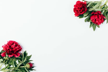 Flat lay composition bunches of pink peony flowers on white background with an empty space in the center.の写真素材