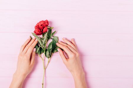 Young woman's hands holding fresh peony flower on pink wooden background with copy space, flat lay.の写真素材