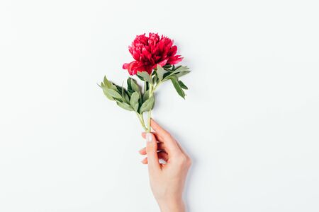 Female hand with manicure holding beautiful pink peony flower by the stem on white background, flat lay.の写真素材