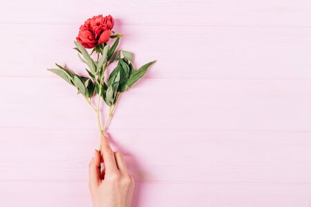 Beautiful fresh pink blooming peony flower with green leaves in female hand on light background with copy space, flat lay.の写真素材