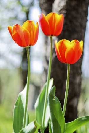 Three tulips of red yellow colorの写真素材
