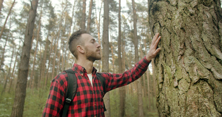 Young bearded backpacked man dressed in red checked shirt touches old pine tree in the forestの写真素材