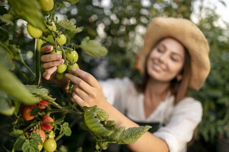 Closeup of young woman with blurred face inspecting tomato plantings