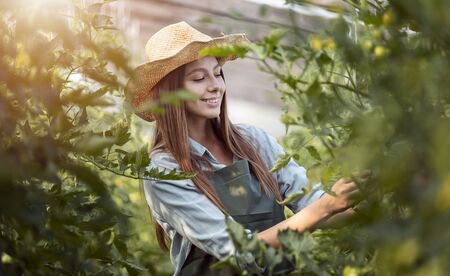 Young farmer girl in straw hat inspecting tomatoes plantings in a greenhouseの写真素材