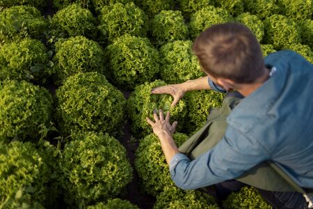 Male agricultural worker examining lettuce plantings on a field top view from behindの写真素材