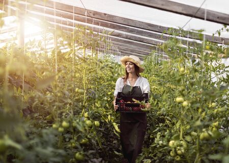 Enthusiastic farming girl going through the hothouse in the sun beamsの写真素材