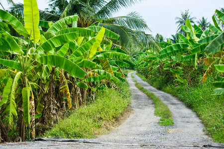 agriculture farm bananaの写真素材