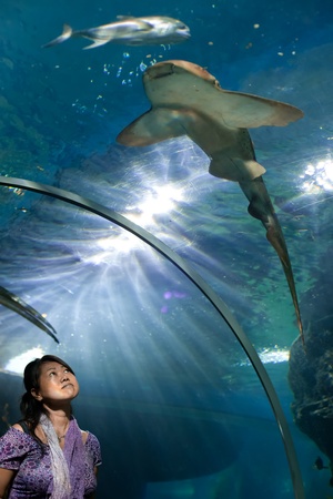 woman looking at shark in aquarium tunnelのeditorial素材