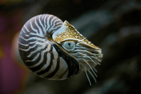 nautilus a living fossile in aquariumの写真素材
