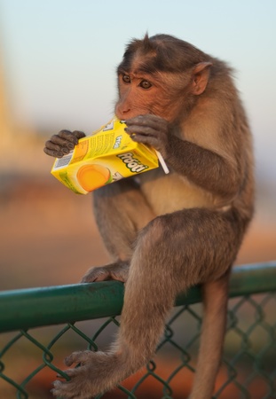 MYSORE JANUARY 29 : Monkey licking a discarded juice container in Mysore, India. Humans generate an estimate of 4-5 bilion tons of garbage annually.のeditorial素材