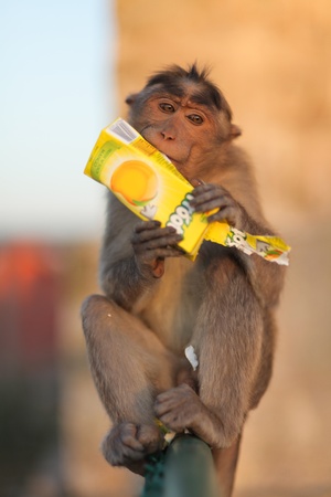 MYSORE JANUARY 29 : Monkey licking a discarded juice container in Mysore, India. Humans generate an estimate of 4-5 bilion tons of garbage annually.のeditorial素材