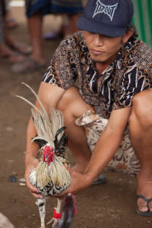 BALI - JANUARY 20. Cock fighting contest in Bali on January 20, 2012 in Bali, Indonesia. Cock fights are illegal, however are tolerated out of traditional.のeditorial素材