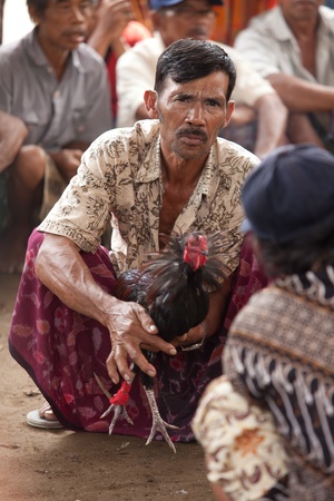 BALI - JANUARY 20. Cock fighting contest in Bali on January 20, 2012 in Bali, Indonesia. Cock fights are illegal, however are tolerated out of traditional.のeditorial素材