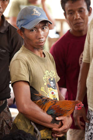 BALI - JANUARY 20. Cock fighting contest in Bali on January 20, 2012 in Bali, Indonesia. Cock fights are illegal, however are tolerated out of traditional.のeditorial素材
