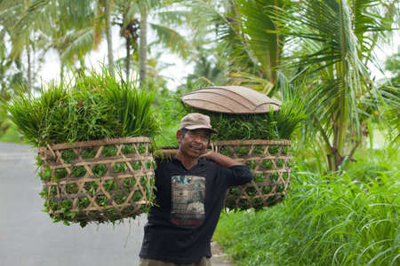 BALI - JANUARY 20. Balinese farmer carrying rice grass for his cows in Bali on January 20, 2012 in Bali, Indonesia. Rice is Asia's main food staple sustaining agricultural life.のeditorial素材