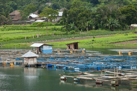 LAKE BATUR, BALI - JANUARY 21. Men taking care of their fish farm on Lake Batur on January 21, 2012 in Bali, Indonesia. Fish farming is their main source of subsistence on the lake.のeditorial素材