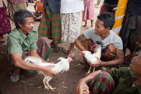 BALI - JANUARY 20. Cock fighting contest in Bali on January 20, 2012 in Bali, Indonesia. Cock fights are illegal, however are tolerated out of traditional.のeditorial素材