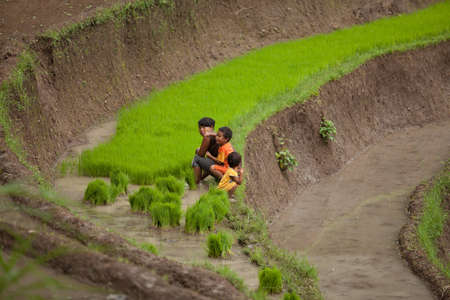 BALI - JANUARY 24. Rice farming family caring for their field on January 24, 2012 in Bali, Indonesia. Indonesia is currently the world's third-largest producer of rice.のeditorial素材