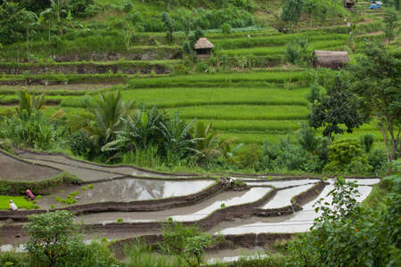 BALI - JANUARY 24. Rice farmers caring for their paddy fields on January 24, 2012 in Bali, Indonesia. Indonesia is currently the world's third-largest producer of rice.のeditorial素材