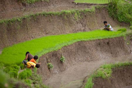BALI - JANUARY 24. Rice farming family caring for their field on January 24, 2012 in Bali, Indonesia. Indonesia is currently the world's third-largest producer of rice.のeditorial素材