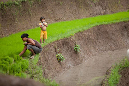 BALI - JANUARY 24. Rice farming family caring for their field on January 24, 2012 in Bali, Indonesia. Indonesia is currently the world's third-largest producer of rice.のeditorial素材