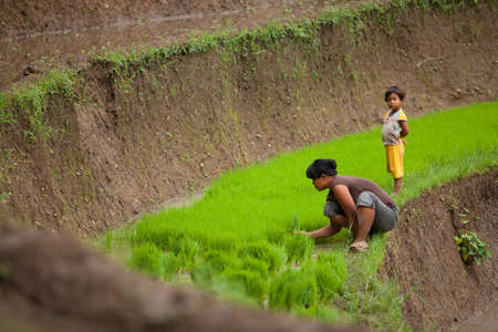 BALI - JANUARY 24. Rice farming family caring for their field on January 24, 2012 in Bali, Indonesia. Indonesia is currently the world's third-largest producer of rice.のeditorial素材
