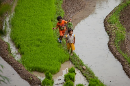 BALI - JANUARY 24. Farmer kids playing in the paddy fields on January 24, 2012 in Bali, Indonesia. Rice is Asia's main food staple sustaining agricultural life.のeditorial素材
