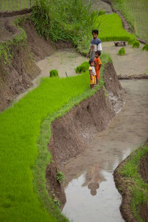 BALI - JANUARY 24. Rice farming family caring for their field on January 24, 2012 in Bali, Indonesia. Indonesia is currently the world's third-largest producer of rice.のeditorial素材