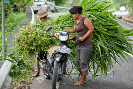 BALI - JANUARY 24. Balinese rice farmers transporting feed for cattle on January 24, 2012 in Bali, Indonesia. Most Balinese people cannot afford cars and transport goods by motorcycle.のeditorial素材