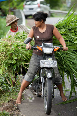 BALI - JANUARY 24. Balinese rice farmers transporting feed for cattle on January 24, 2012 in Bali, Indonesia. Most Balinese people cannot afford cars and transport goods by motorcycle.のeditorial素材