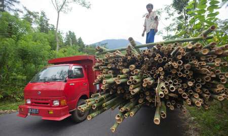 BALI - JANUARY 22. Men loading bamboo for construction in Bali on January 22, 2012 in Bali, Indonesia. Bali still uses bamboo in its construction of houses and other structures.のeditorial素材