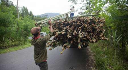 BALI - JANUARY 22. Men loading bamboo for construction in Bali on January 22, 2012 in Bali, Indonesia. Bali still uses bamboo in its construction of houses and other structures.のeditorial素材