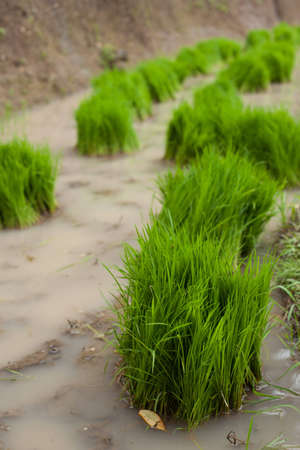 Bundles of rice grass ready for planting in paddy fields.のeditorial素材