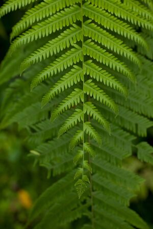 A beautiful fern leaf in the undergrowth of a tropical rainforestの写真素材