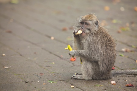 Wild monkey eating banana given by tourists in Bali, Indonesiaの写真素材
