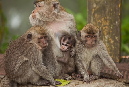 Monkey family socialising in the highlands of the volcano region in Bali, Indonesia.の写真素材