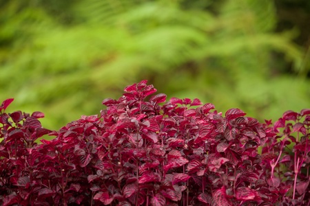 Red begonias and ferns in background in botanical gardens in Bali, Indonesia