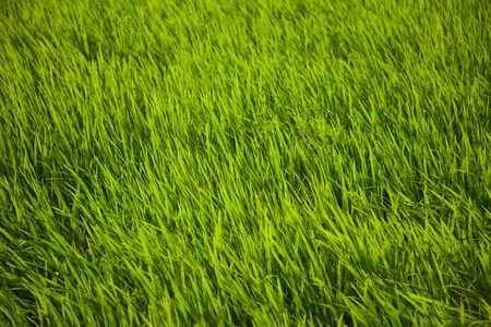 Long green rice grass in paddy fields in Bali, Indonesia